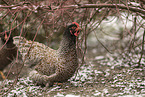 Barnevelder Chicken