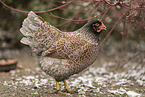 Barnevelder Chicken