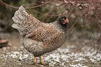 Barnevelder Chicken