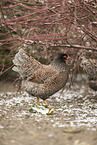 Barnevelder Chicken