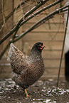 Barnevelder Chicken