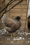 Barnevelder Chicken