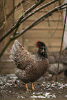 Barnevelder Chicken