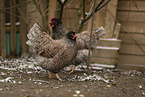 Barnevelder Chicken