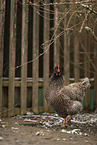 Barnevelder Chicken