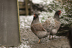 Barnevelder Chicken