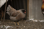 Barnevelder Chicken