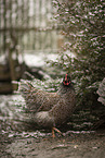 Barnevelder Chicken