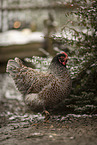 Barnevelder Chicken