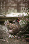 Barnevelder Chicken