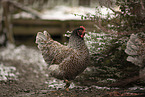 Barnevelder Chicken