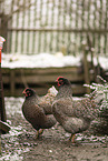 Barnevelder Chicken