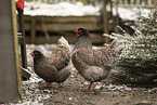 Barnevelder Chicken