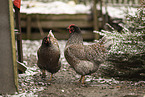 Barnevelder Chicken