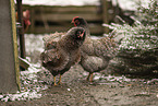 Barnevelder Chicken
