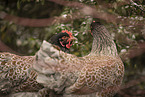 Barnevelder Chicken