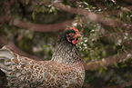 Barnevelder Chicken