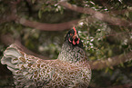 Barnevelder Chicken