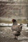 Barnevelder Chicken