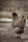 Barnevelder Chicken