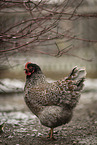 Barnevelder Chicken
