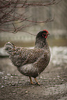 Barnevelder Chicken