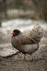 Barnevelder Chicken