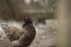 Barnevelder Chicken