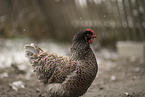 Barnevelder Chicken