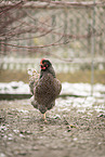 Barnevelder Chicken
