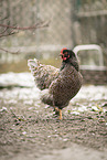 Barnevelder Chicken