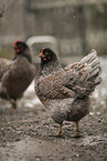 Barnevelder Chicken