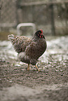 Barnevelder Chicken