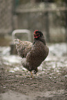 Barnevelder Chicken