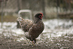 Barnevelder Chicken