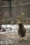 Barnevelder Chicken