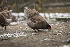 Barnevelder Chicken