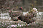 Barnevelder Chicken