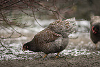 Barnevelder Chicken