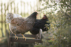 Barnevelder Chicken