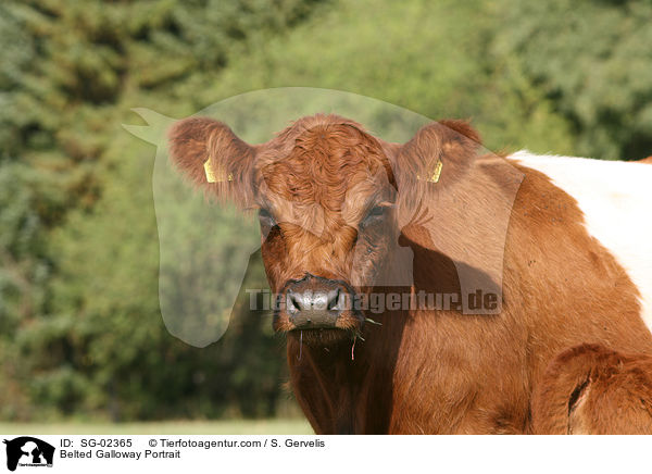 Belted Galloway Portrait / Belted Galloway Portrait / SG-02365