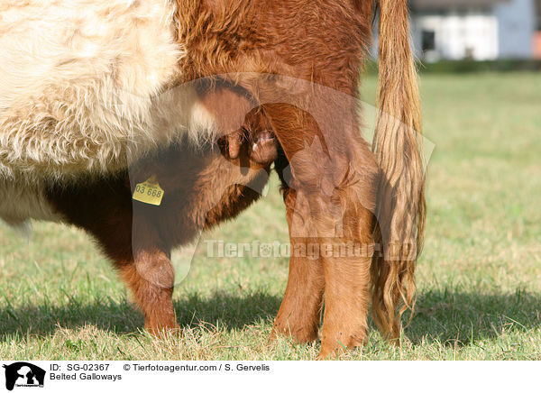Belted Galloways / Belted Galloways / SG-02367