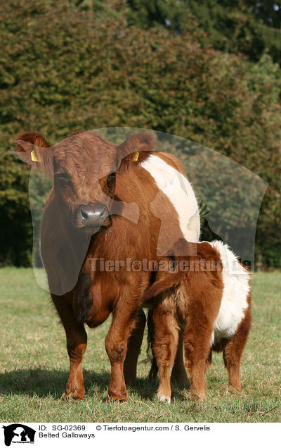 Belted Galloways / Belted Galloways / SG-02369