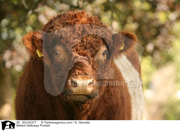Belted Galloway Portrait / Belted Galloway Portrait / SG-02377
