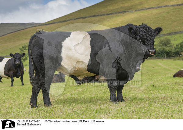 Belted Galloways / FLPA-02486