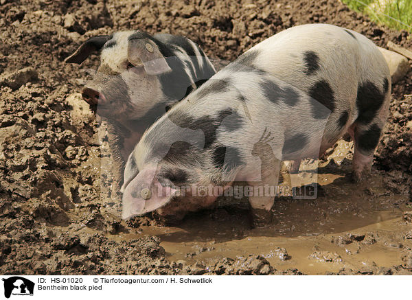 Bentheim black pied / HS-01020
