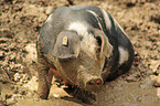 Bentheim black pied