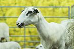 Bentheim sheep