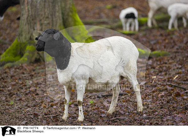 Schwarzkopfschafe / Blackface Sheeps / PW-14774