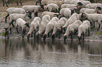 Blackface Sheeps